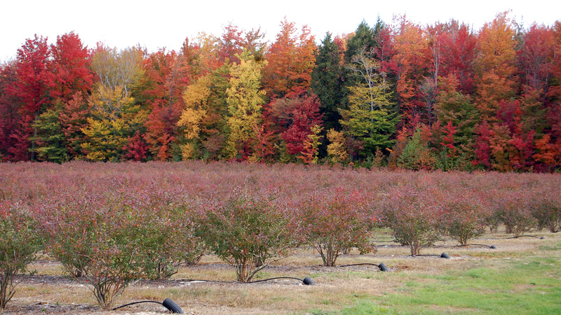 Le Circuit du Paysan, une route gourmande pour les papilles et les yeux