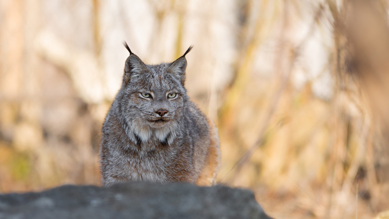 Visitez le Zoo Ecomuseum : une activité naturellement responsable